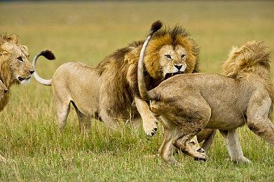 《无敌大猫》Steam页面上线 支持简体中文